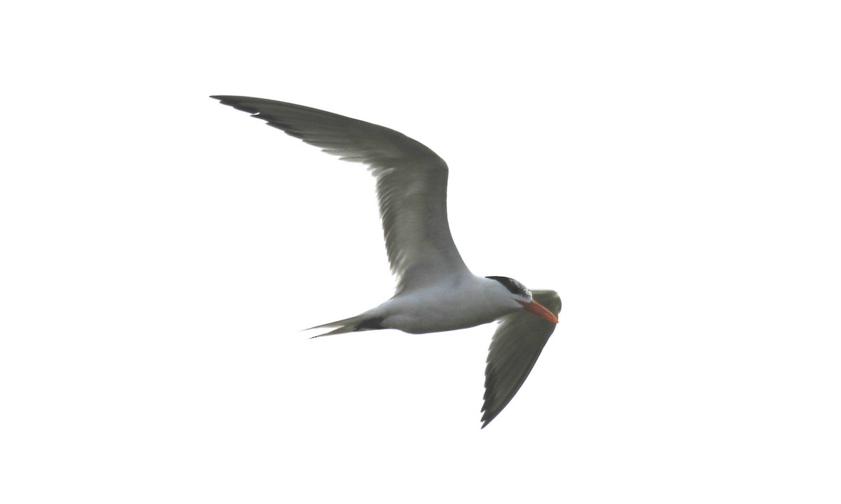 Royal Tern - ML609776071