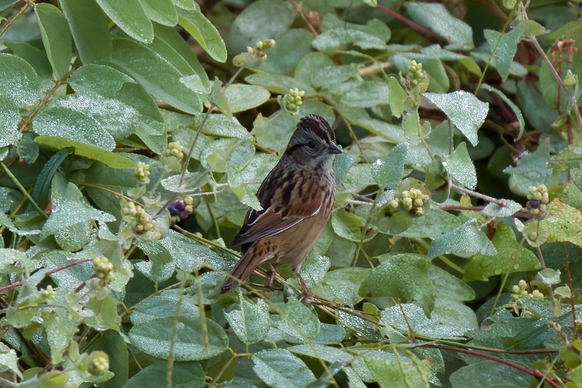 Swamp Sparrow - ML609776268