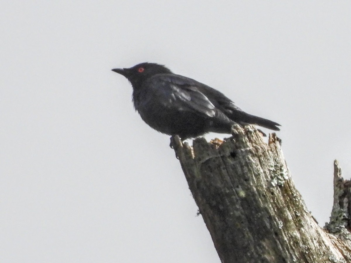 Short-tailed Starling - Warren Regelmann