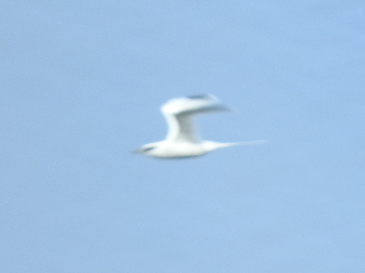 White-tailed Tropicbird - ML609776507