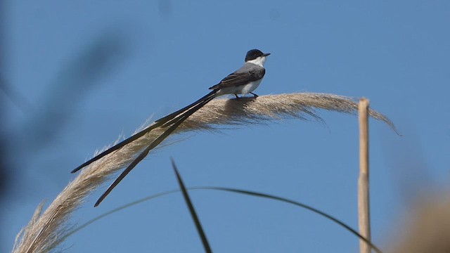 Fork-tailed Flycatcher - ML609776620