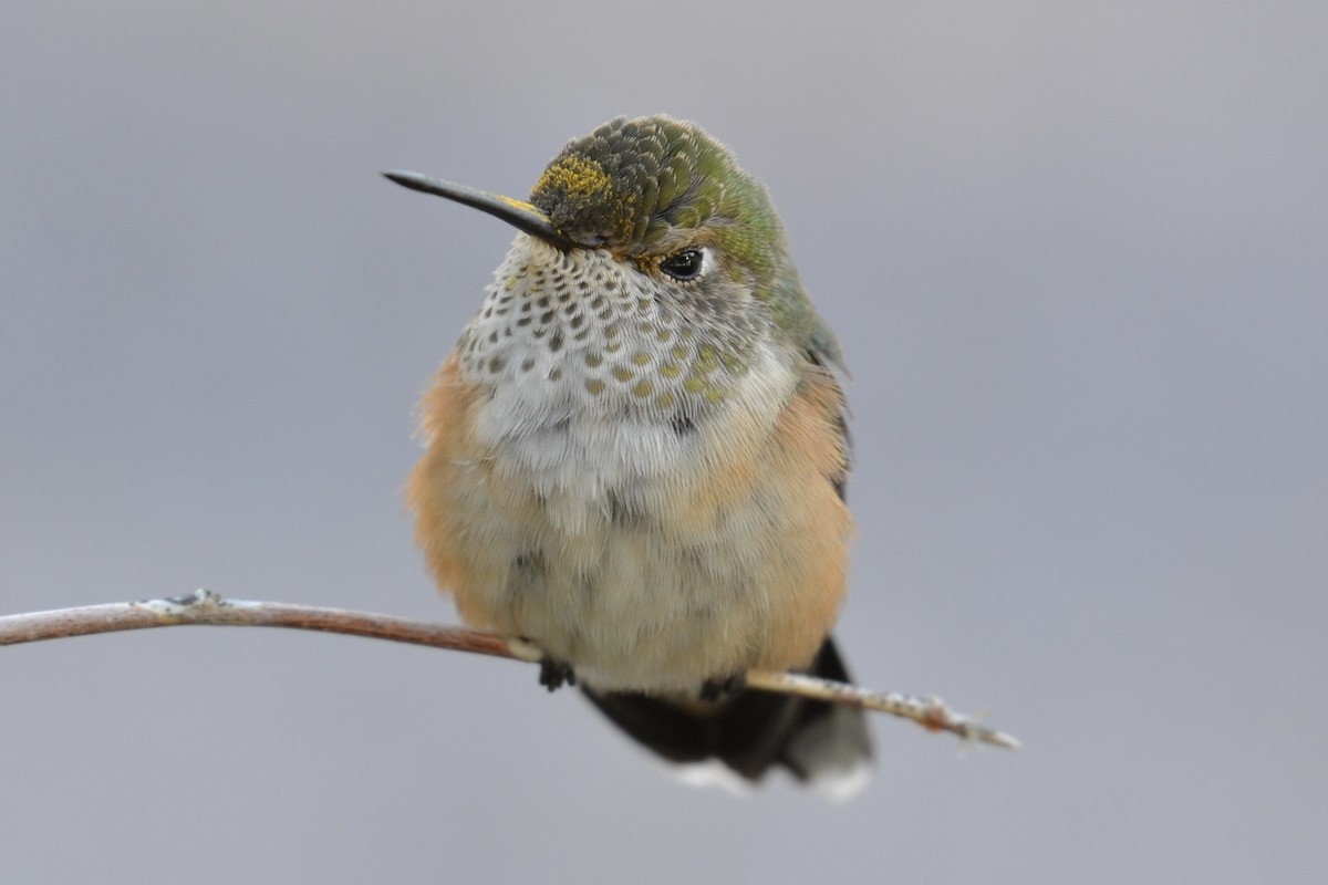 Broad-tailed Hummingbird - ML609776826