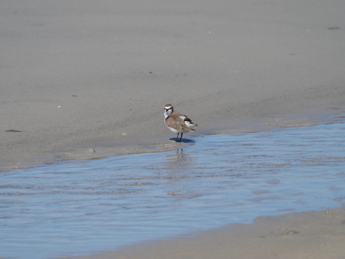 Red-capped Plover - ML609776903