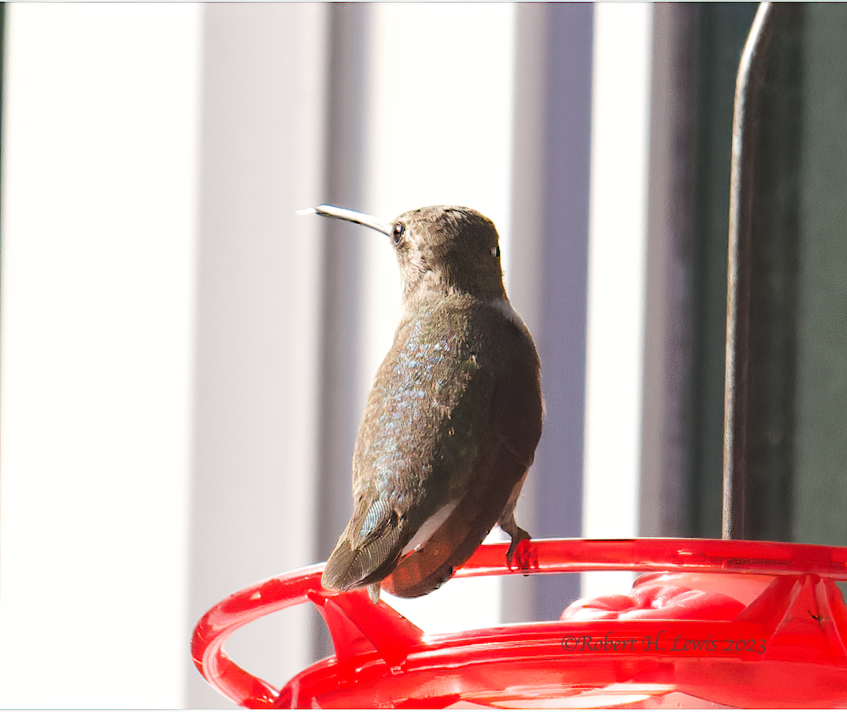 Black-chinned Hummingbird - ML609776934