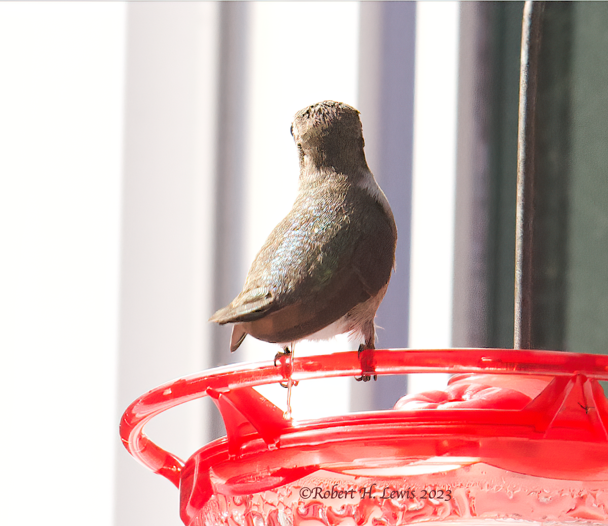 Black-chinned Hummingbird - ML609776935
