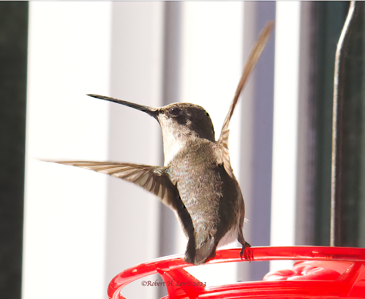 Black-chinned Hummingbird - ML609776936