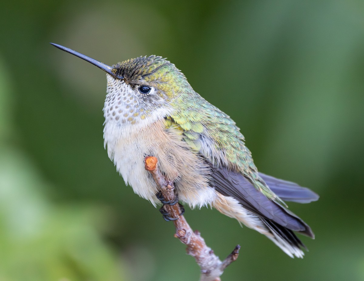 Broad-tailed Hummingbird - Jodhan Fine