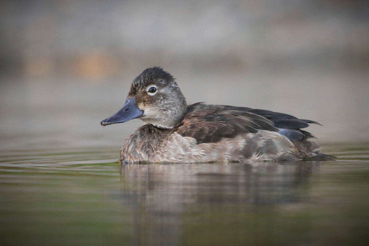 Ring-necked Duck - ML609777695
