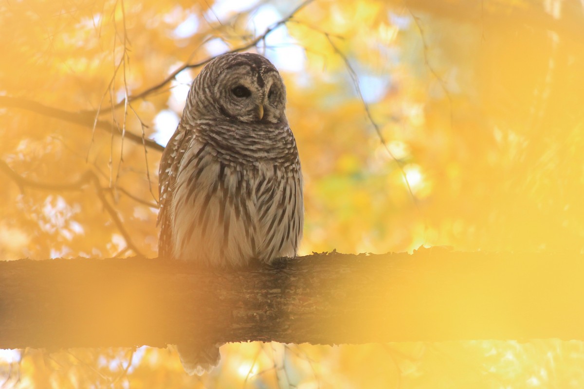 Barred Owl - Riley Fern