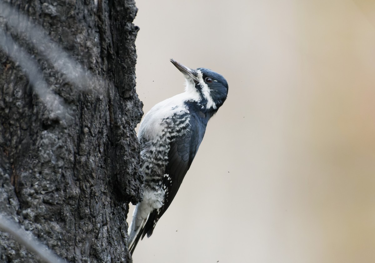 Black-backed Woodpecker - ML609778235