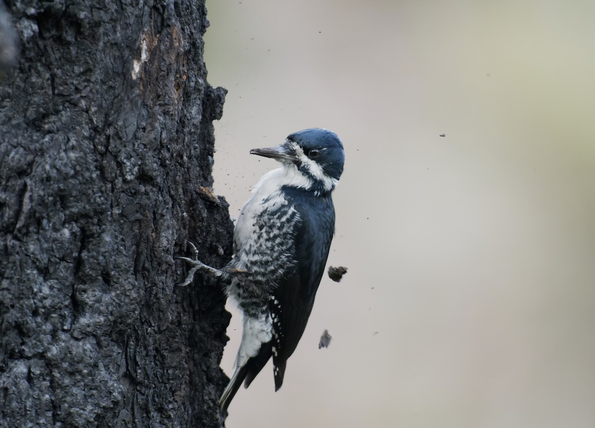 Black-backed Woodpecker - ML609778237