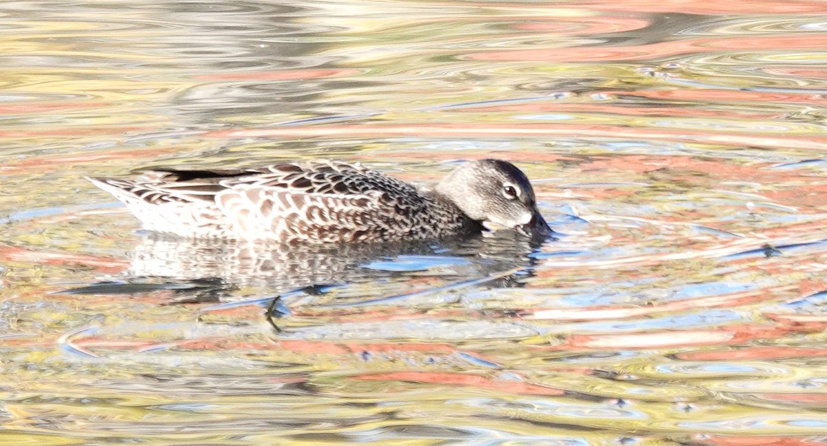 Blue-winged Teal - ML609778250