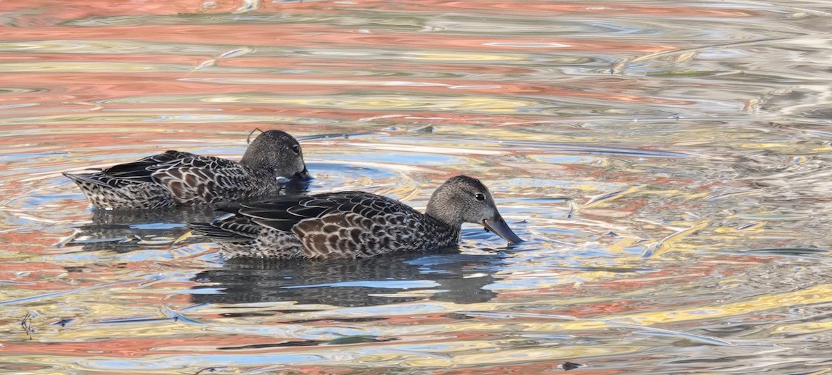 Blue-winged Teal - ML609778258