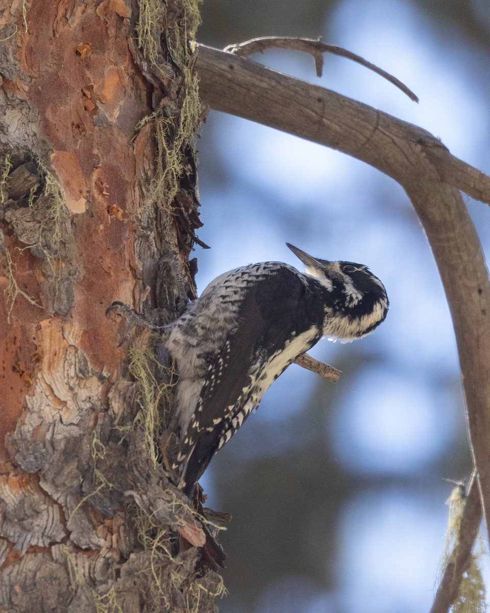 American Three-toed Woodpecker (Rocky Mts.) - ML609778418