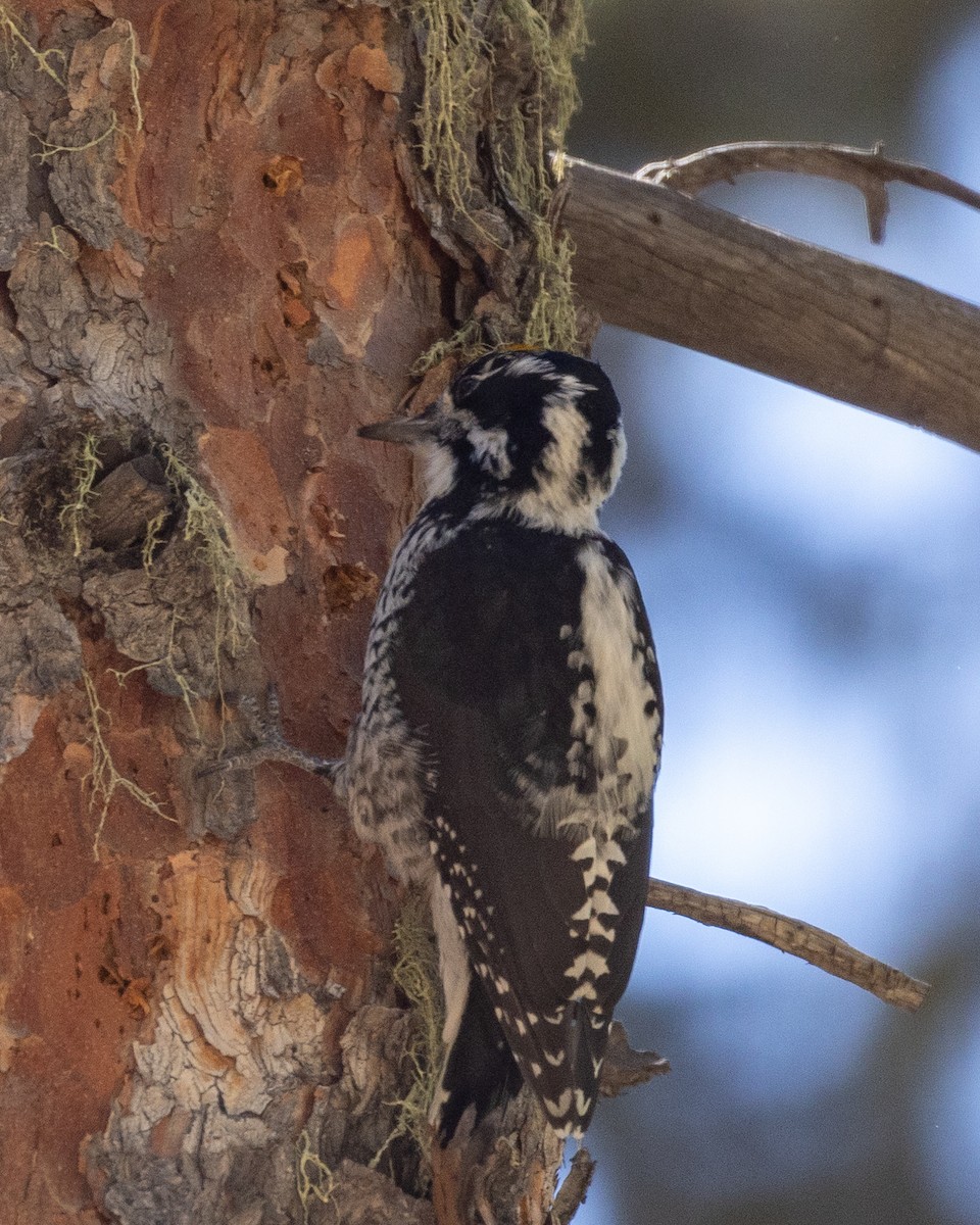 American Three-toed Woodpecker (Rocky Mts.) - ML609778436