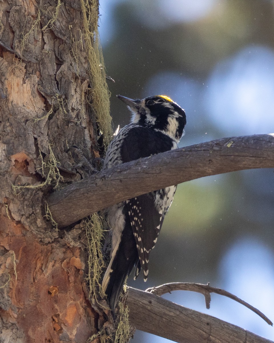 American Three-toed Woodpecker (Rocky Mts.) - ML609778451
