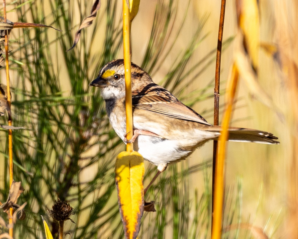 White-throated Sparrow - ML609778635