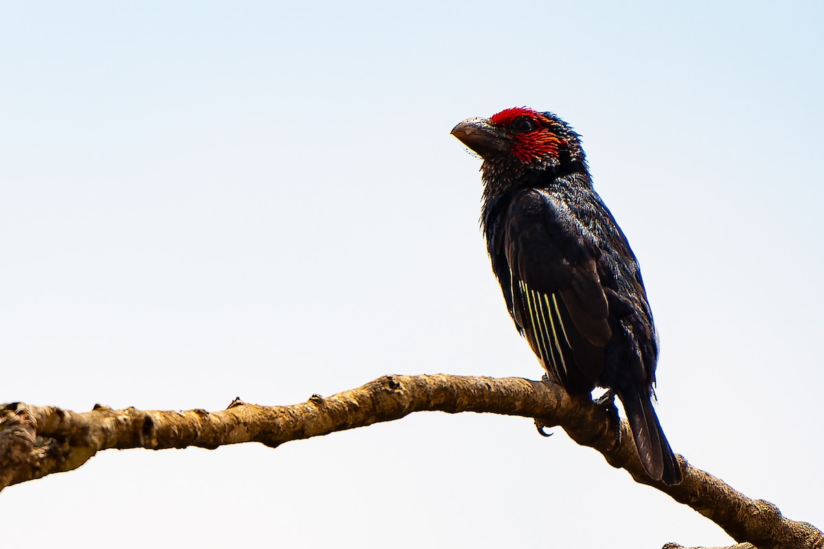 Red-faced Barbet - ML609778647