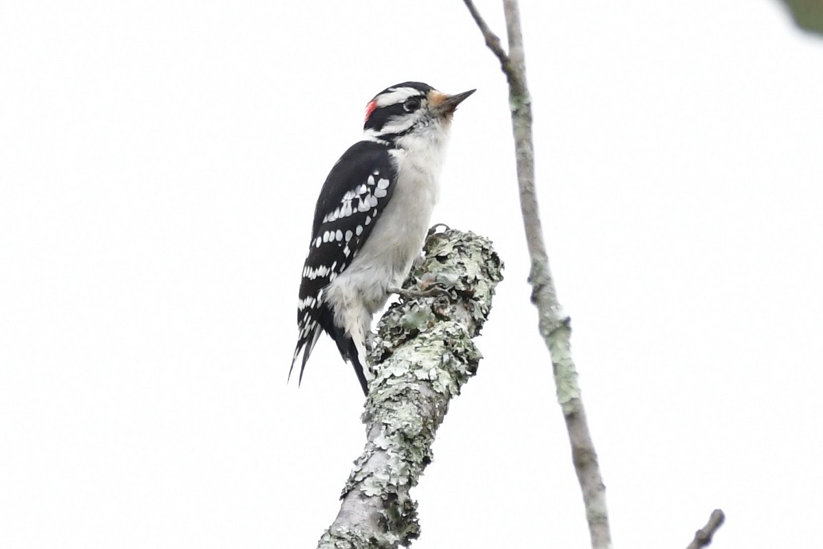 Downy Woodpecker - ML609778663