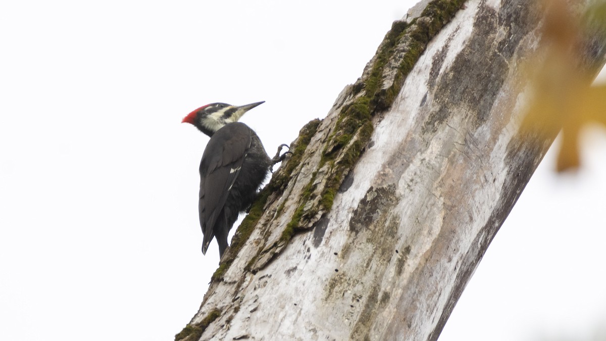 Pileated Woodpecker - ML609778918