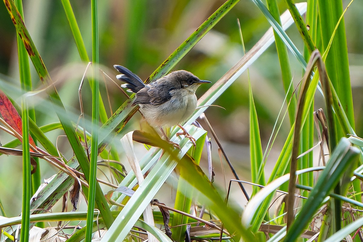 Carruthers's Cisticola - ML609778929