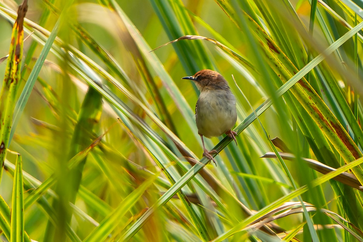 Carruthers's Cisticola - ML609778930