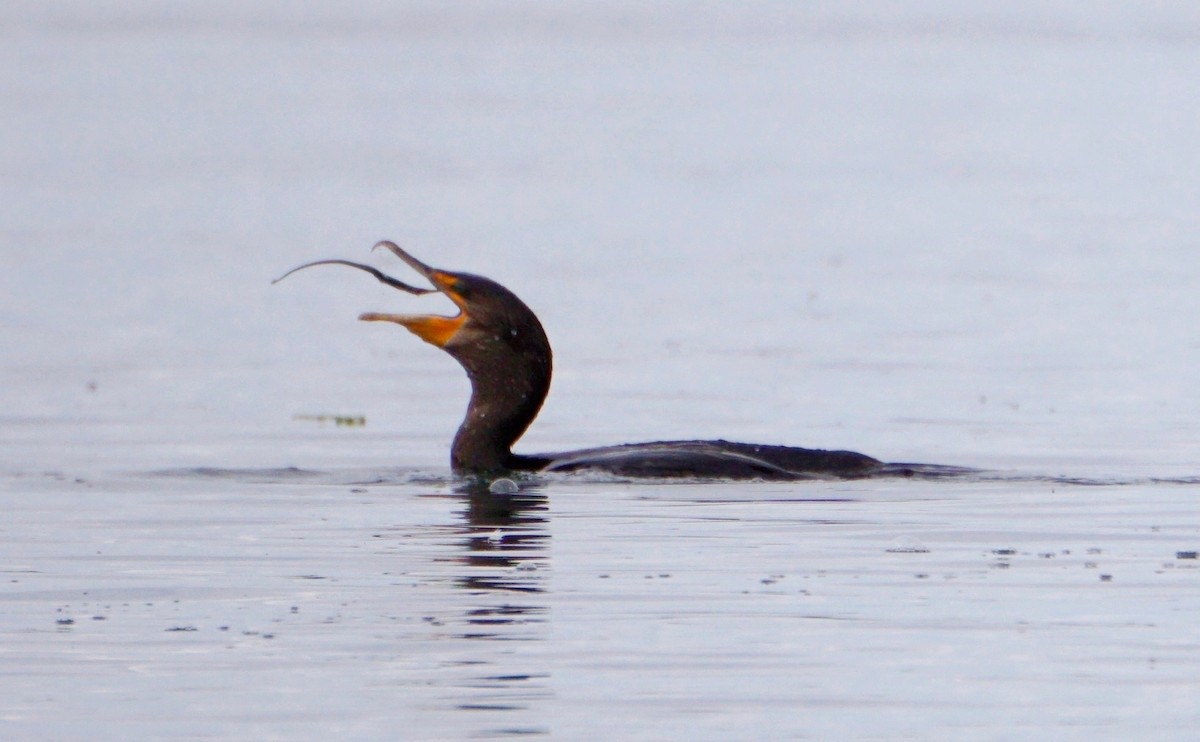 Double-crested Cormorant - Andy N