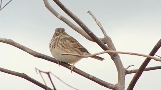 Vesper Sparrow - ML609779445
