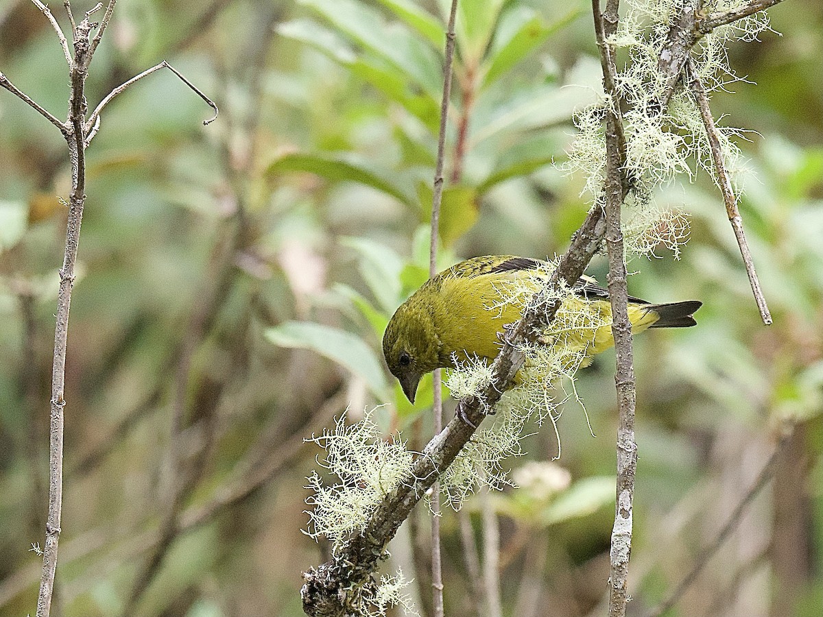 Olivaceous Siskin - ML609779483