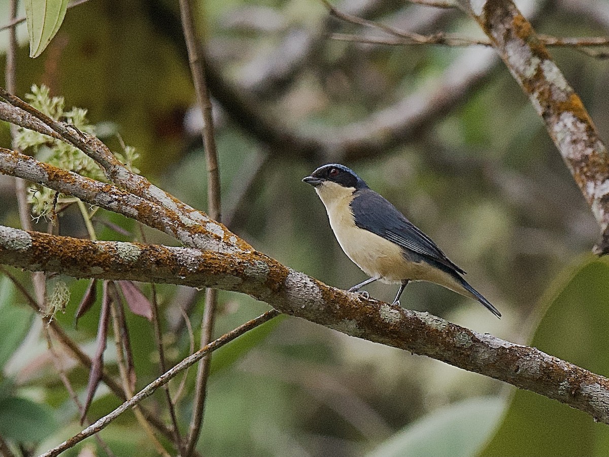 Fawn-breasted Tanager - ML609779497