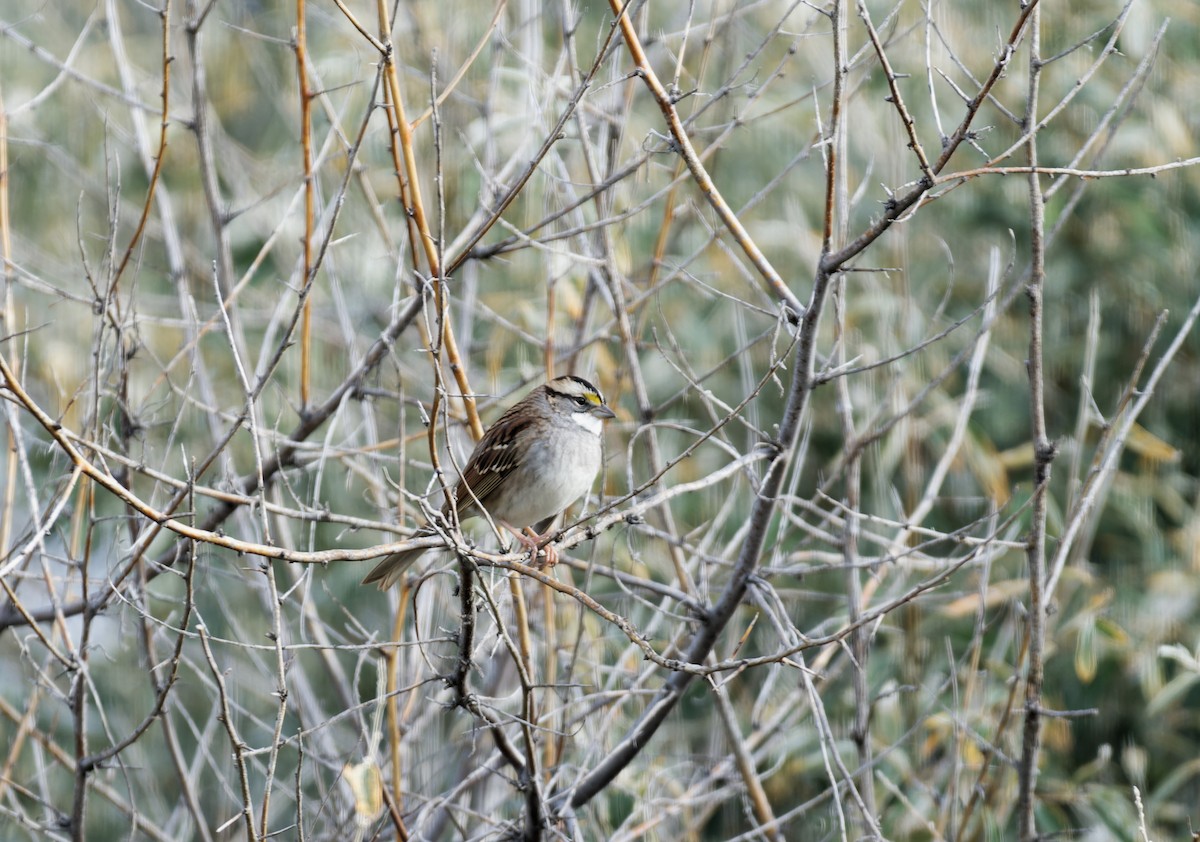 White-throated Sparrow - Braydon Luikart