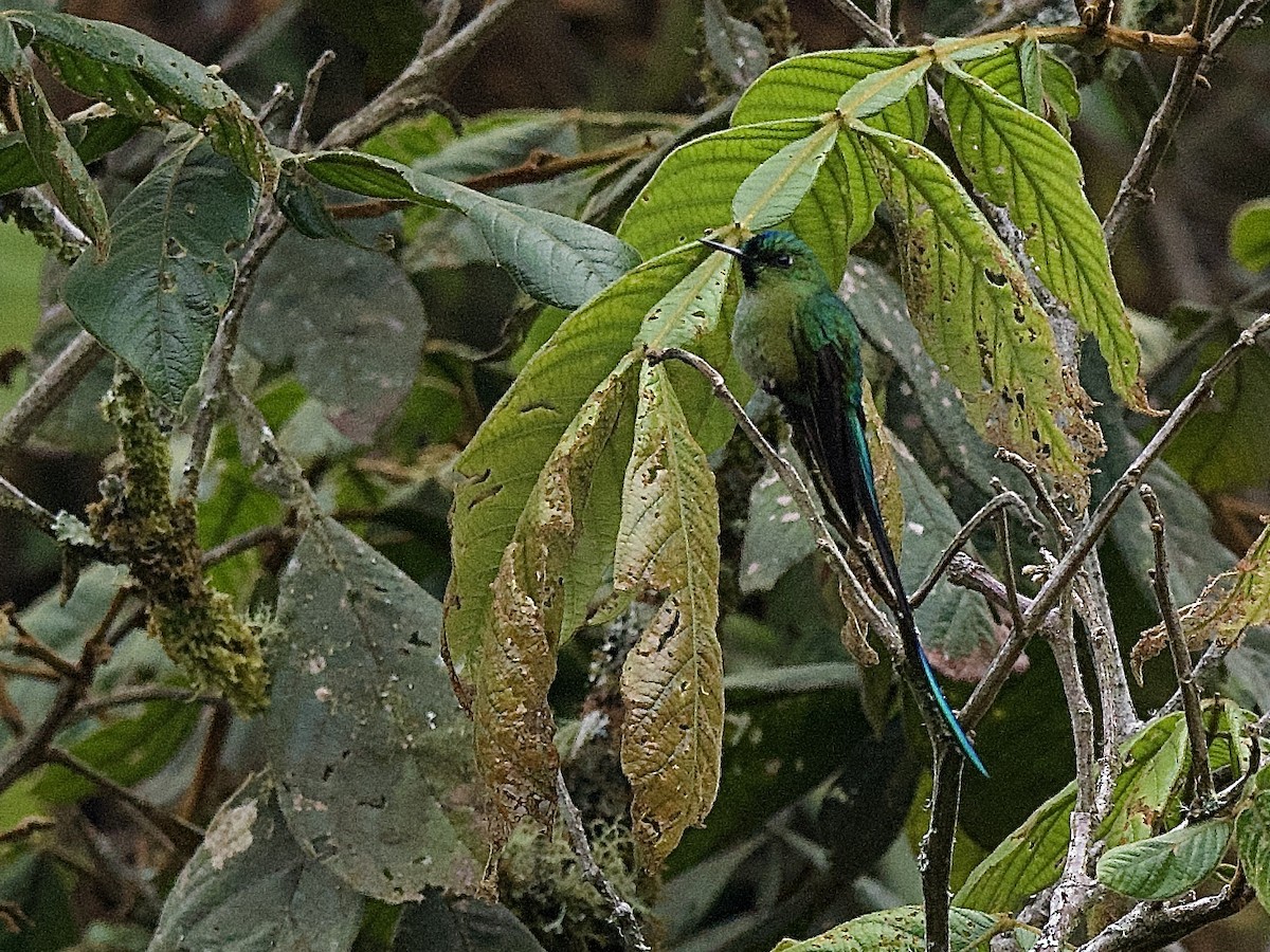 Long-tailed Sylph - ML609779571
