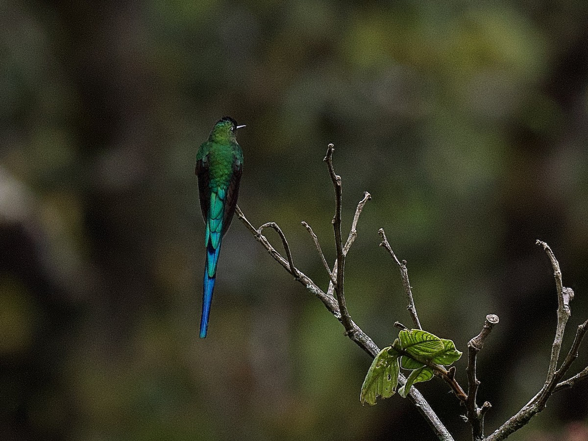 Long-tailed Sylph - ML609779572