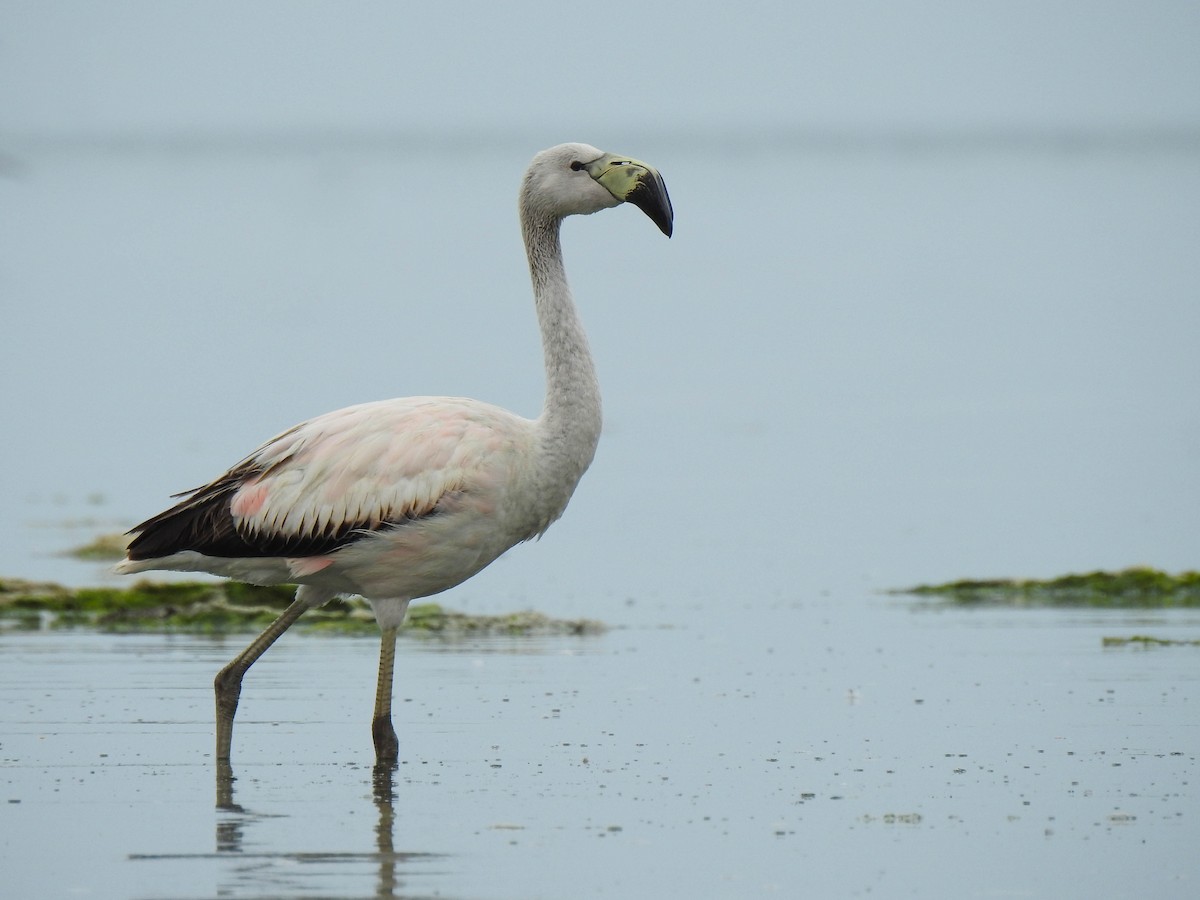 Andean Flamingo - Renato Huayanca M. - CORBIDI