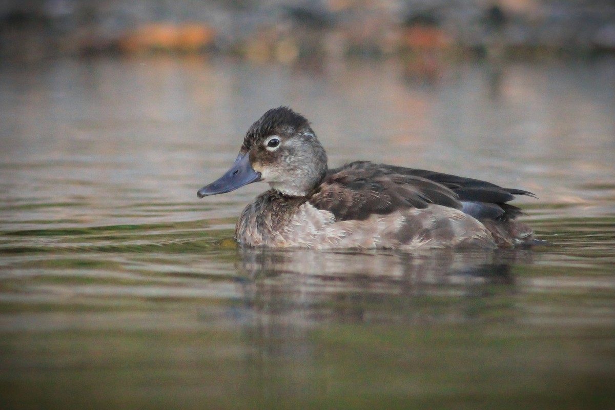 Ring-necked Duck - ML609779640