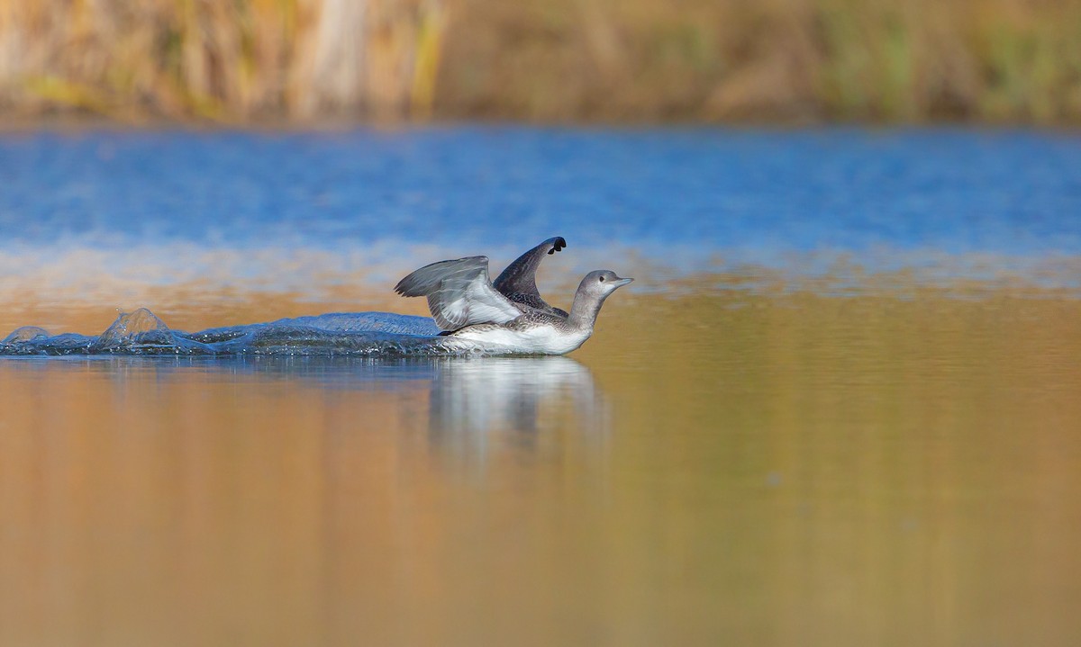 Red-throated Loon - Michelle Schreder