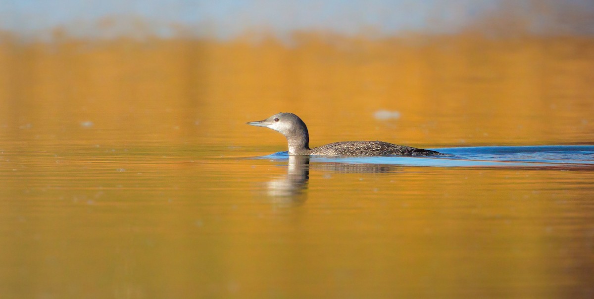 Red-throated Loon - ML609779655