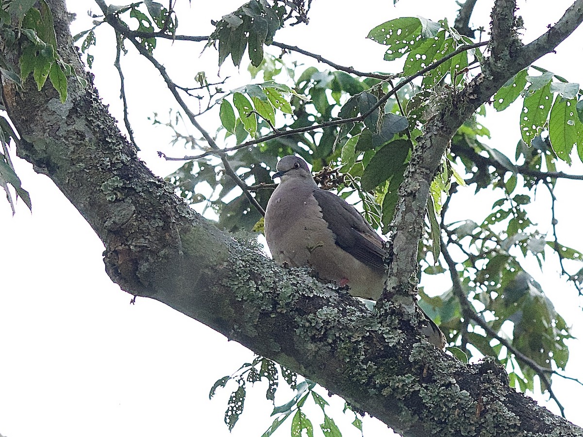 Large-tailed Dove - ML609779696