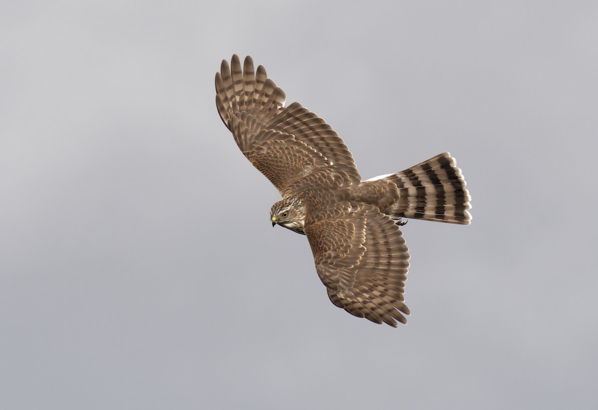 Sharp-shinned Hawk (Northern) - eBird