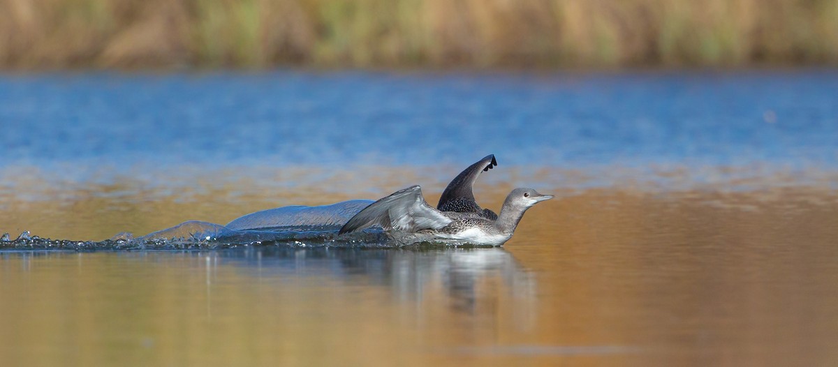 Red-throated Loon - ML609779850