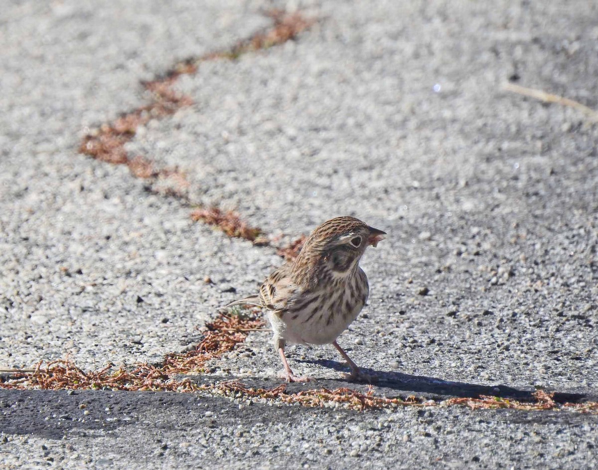 Vesper Sparrow - Layton Pace