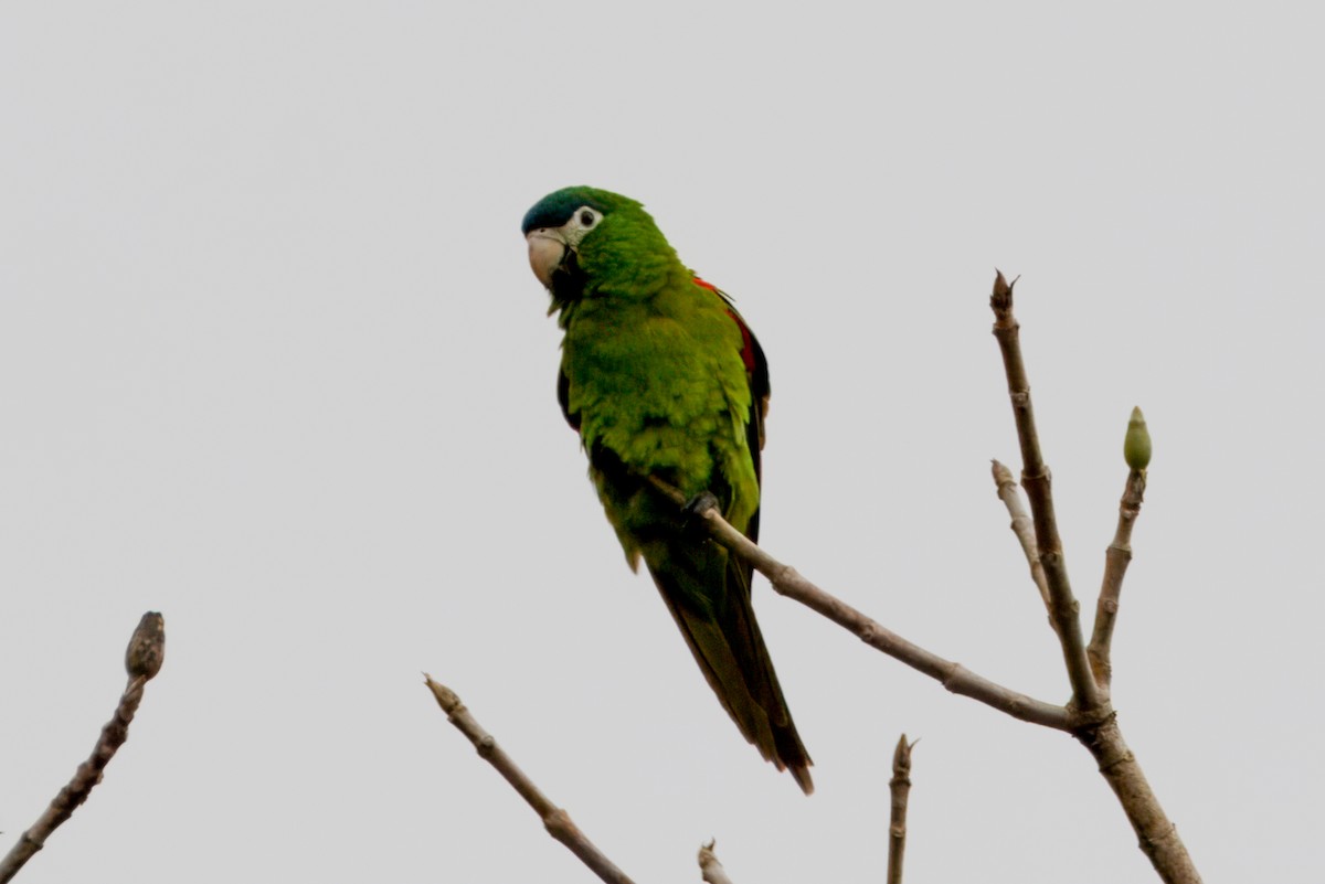 Red-shouldered Macaw - ML609779935