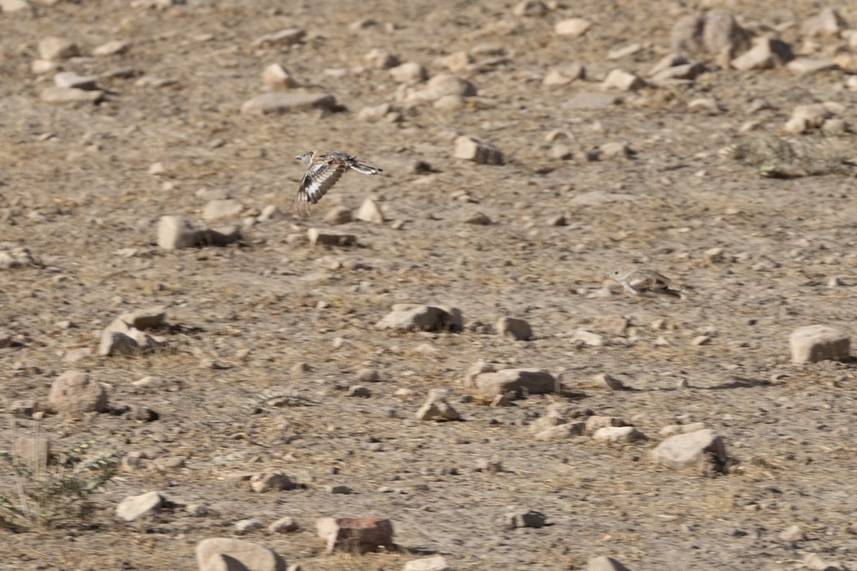 Afghan Snowfinch - ML609780206