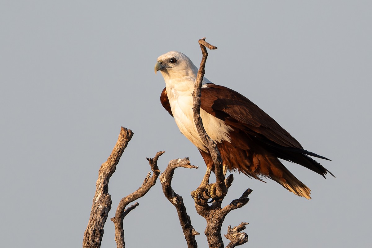 eBird Australia Checklist - 22 Sep 2023 - Nickol Bay, Karratha at -20. ...