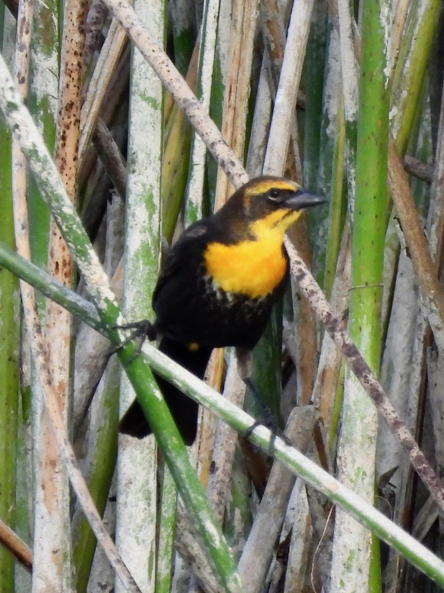 Yellow-headed Blackbird - Jon Aull