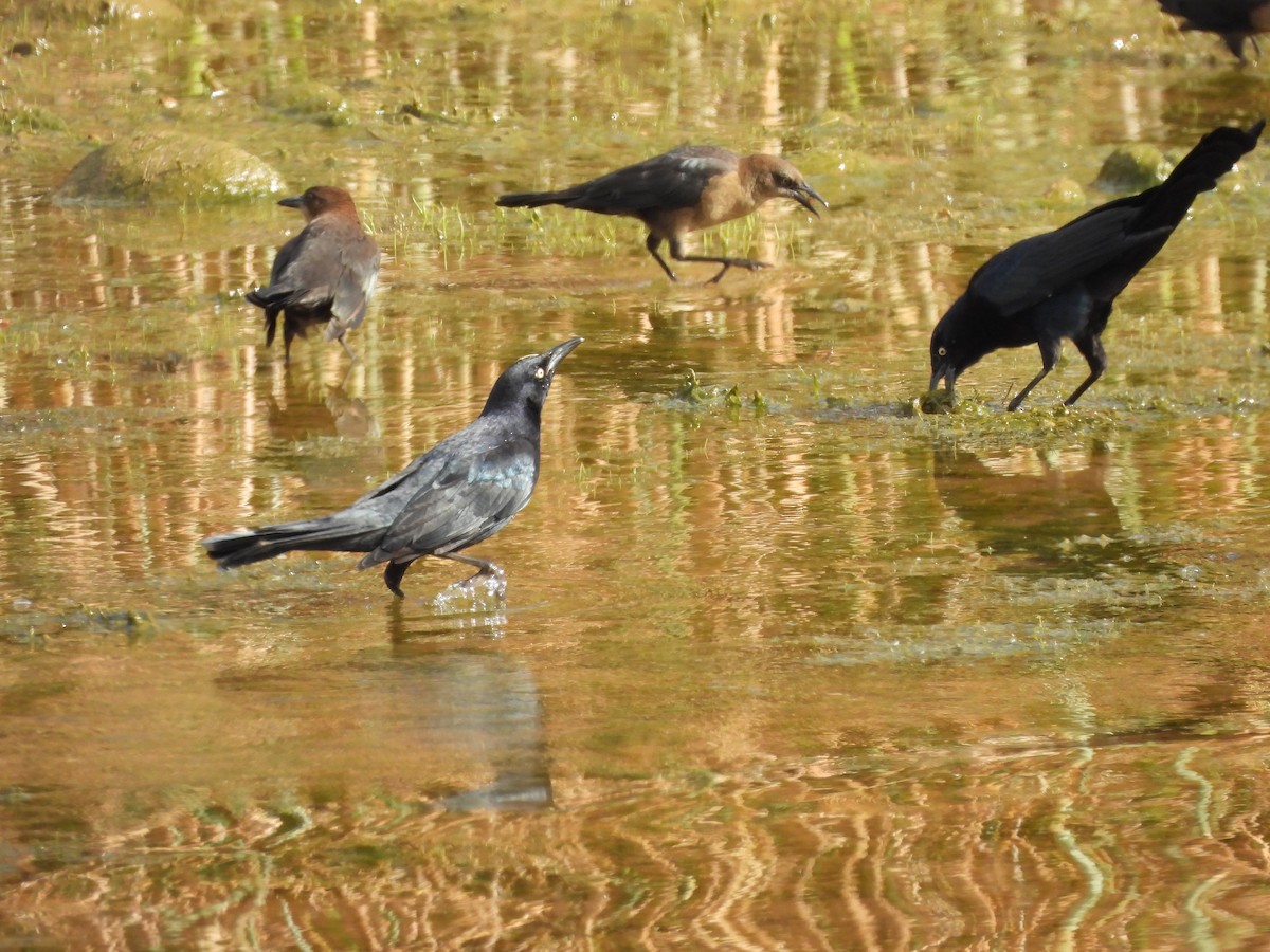 Great-tailed Grackle - ML609780466