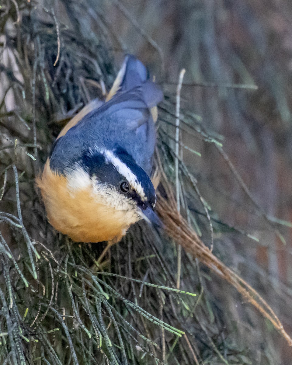 Red-breasted Nuthatch - ML609780546