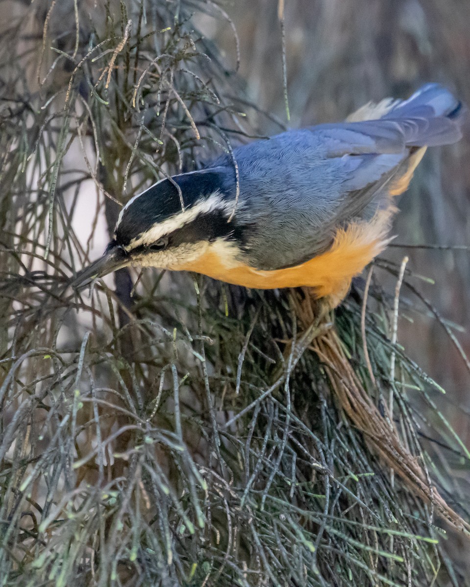 Red-breasted Nuthatch - ML609780547
