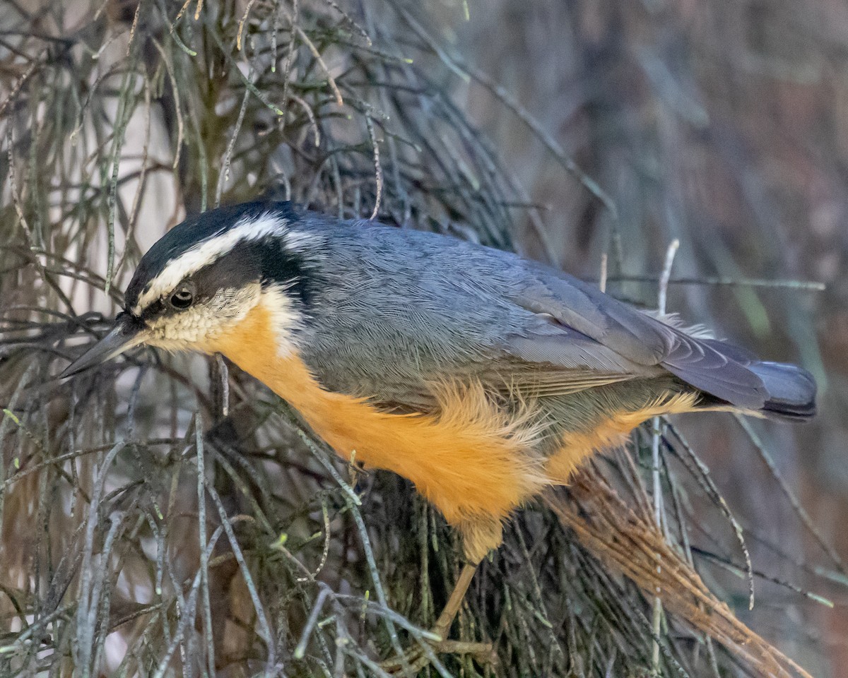 Red-breasted Nuthatch - ML609780548
