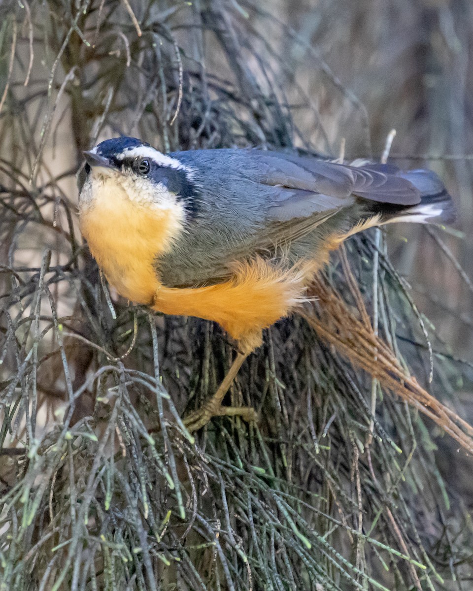 Red-breasted Nuthatch - ML609780549
